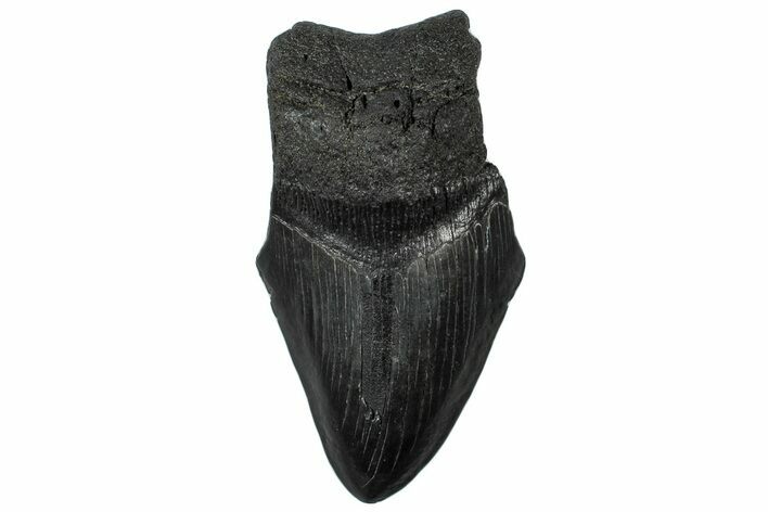 Partial, Fossil Megalodon Tooth - South Carolina #300140